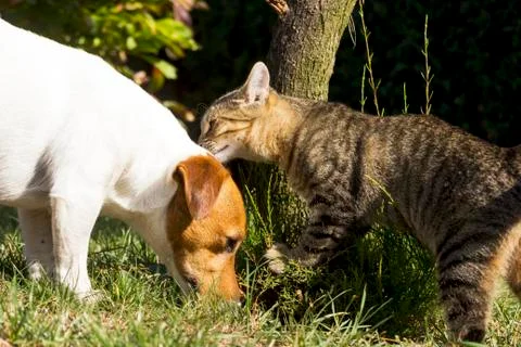 Kitten playing with a dog Stock Photos