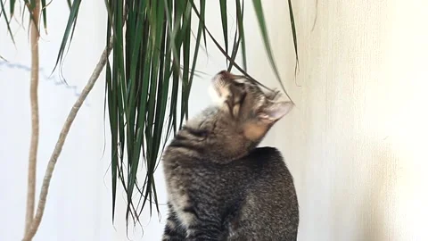 Kitten playing with dracaena leaves Stock Footage 162233377