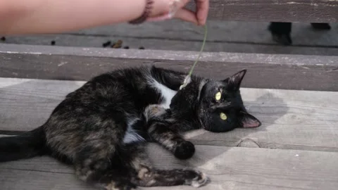 Kitten playing with feather wand - small British kitten gray white color chews Stock Footage 202198797