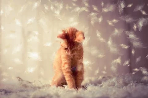 Kitten playing in feathers Stock Photos