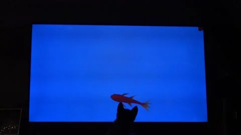 Kitten playing with fish video on large television 库存影片 146781140