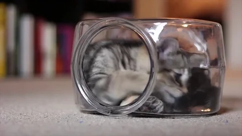 Kitten Playing in Fishbowl Stock Footage 84082828
