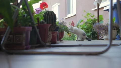 A Kitten Is Playing With A Flower Stock Footage 221261184