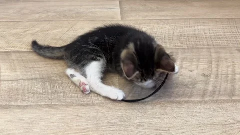 Kitten playing with fluffy toy. Cute kitten playing with toy Stock Footage 286372017