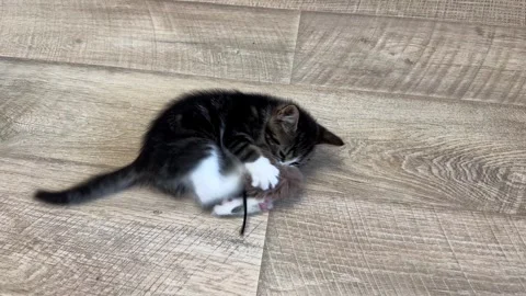 Kitten playing with fluffy toy. Stock Footage 286371987