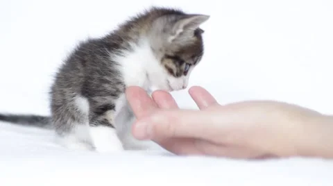 Kitten playing Stock Footage 48886645