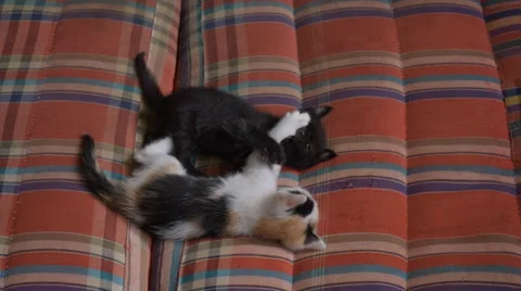 Kitten playing. Stock Footage 53220049