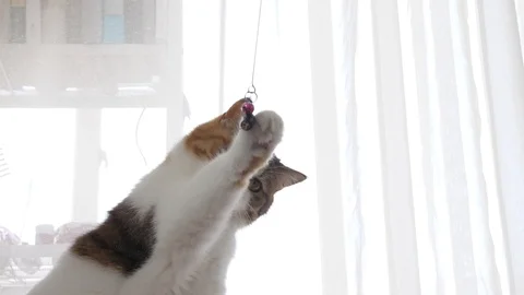 Kitten playing Video stock 90430378