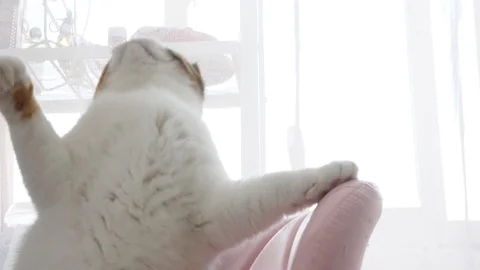 Kitten playing Stock Footage 90431089