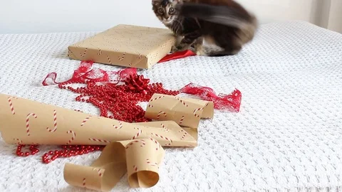 Kitten playing Stock Footage 114126203