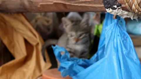 Kitten playing Stock Footage 150716382