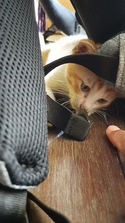 Kitten playing Stock Footage 238916877