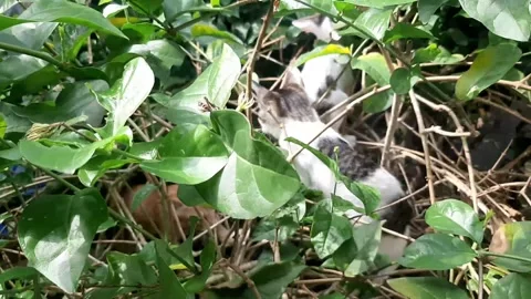 Kitten playing in the garden Stock Footage 244588193