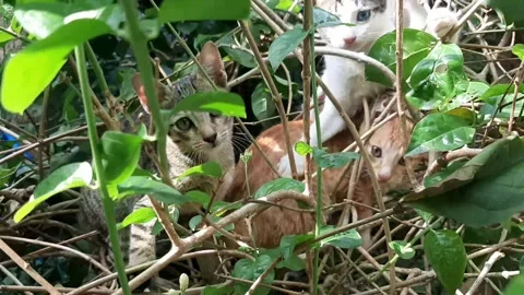Kitten playing in the garden Stock Footage 244588506