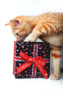 Kitten playing with gift box Stock Photos