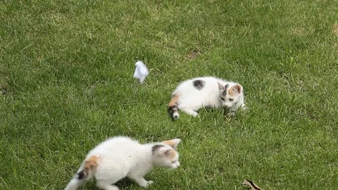 Kitten playing on the grass Stock Footage 72239437