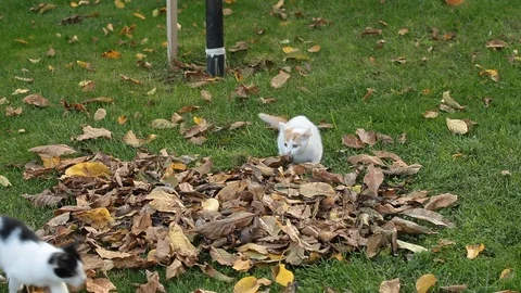 Kitten playing on the grass Stock Footage 86391076