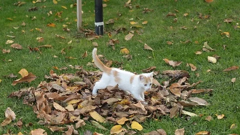 Kitten playing on the grass Stock Footage 86553777