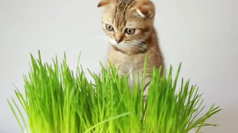 A kitten is playing with grass Stock Footage 156660774