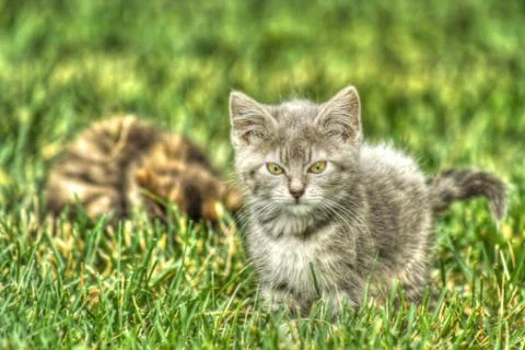 Kitten playing in the grass in high dynamic range Foto stock