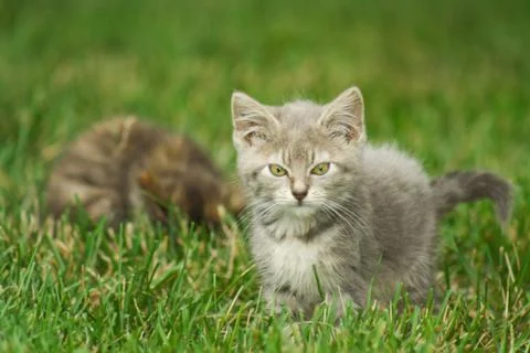 Kitten playing in the grass. Stock Photos