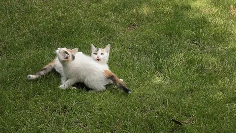 Kitten playing on the green grass Stock Footage 72241816