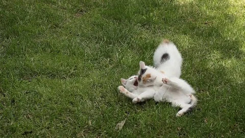 Kitten playing on the green grass Stock Footage 72247849