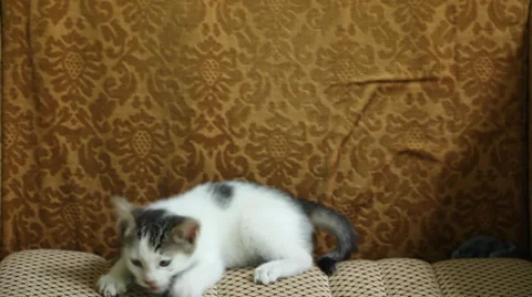 Kitten playing with hand Stock Footage 35886077