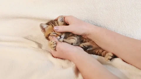 Kitten playing with hands Stock Footage 155288954