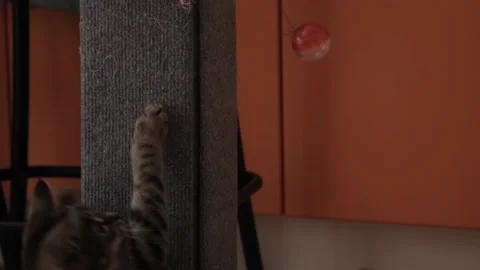 A kitten playing at home Stock-Footage 223317915