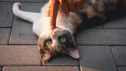 Kitten playing with a human hand Stock Photos