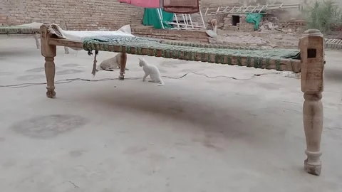 Kitten Playing with Its Mother Video stock 347758889