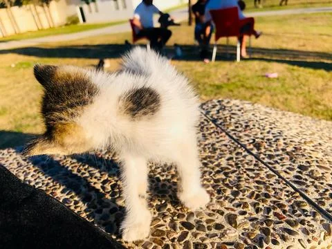 Kitten playing with itself Stock Photos