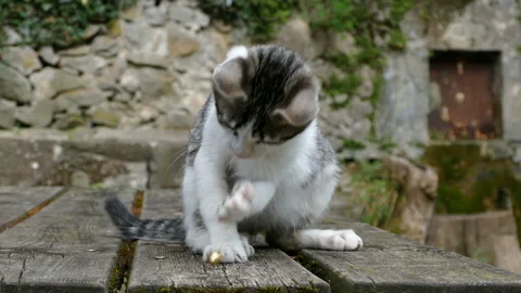 Kitten playing with a jingle bell. Stock Footage 118848577