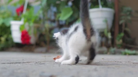 The Kitten Is Playing With A Leaf Video stock 213209337