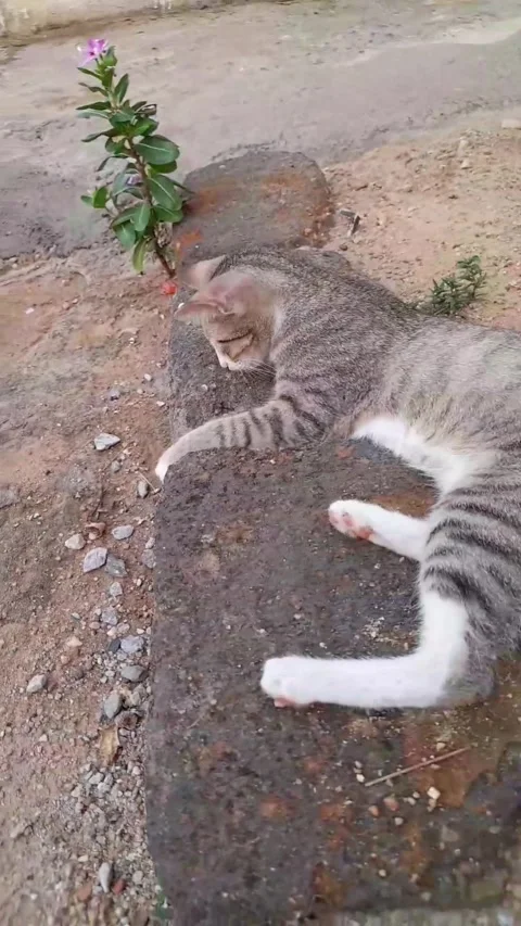 The kitten is playing with lizard outside the house 스톡 동영상 255658688