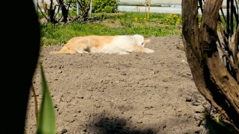 Kitten playing lying on the ground. Slow motion Stock Footage 90865035
