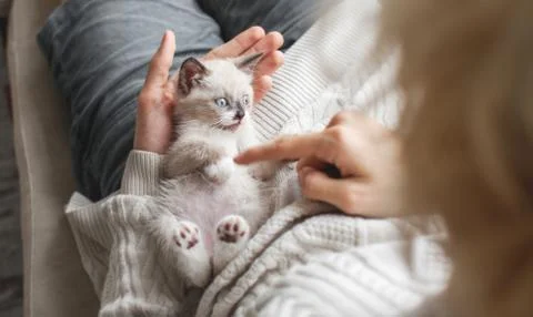 Kitten playing with man Stock Photos
