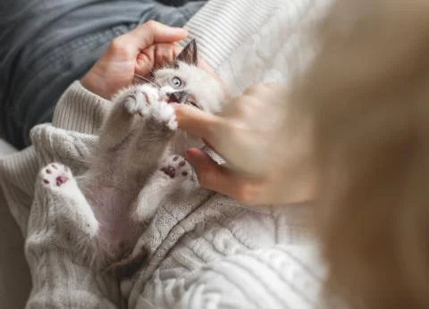 Kitten playing with man Stock Photos