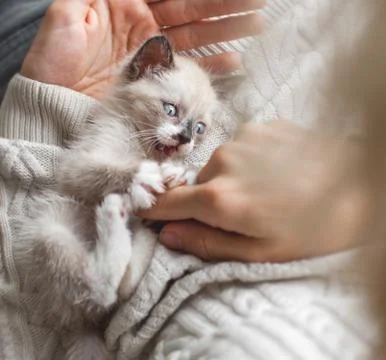 Kitten playing with man Stock Photos