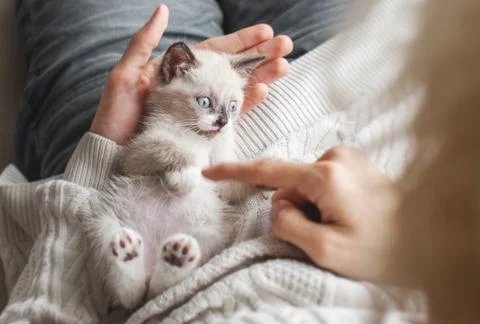 Kitten playing with man Stock Photos