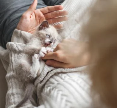 Kitten playing with man Stock Photos
