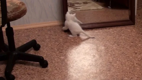 Kitten playing with mirror Stock Footage 85827137