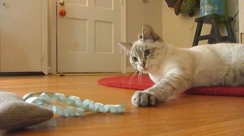 Kitten Playing with Mouse Toy Stock Footage 10886845