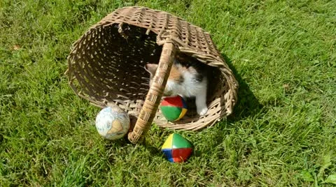 Kitten playing in old basket with globe Stock Footage 11498546