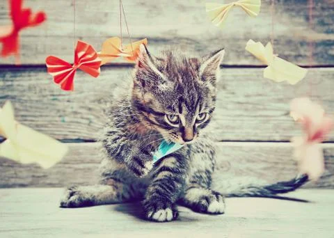 Kitten is playing with paper bow. Stock Photos