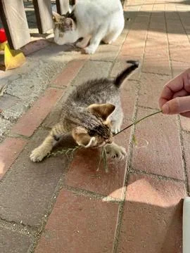 Kitten playing pavement Stock-Fotos