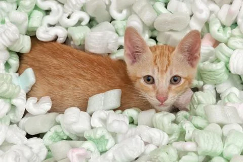 Kitten playing Stock Photos