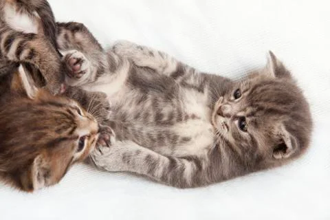 Kitten playing Fotos de archivo