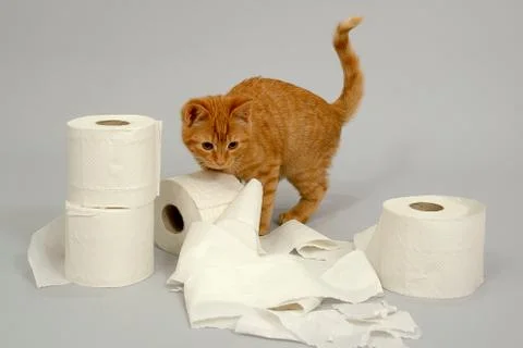 Kitten is playing Stock Photos